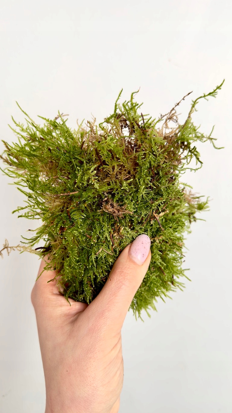 Mech płaski PLATMOS naturalny 2,5 kg