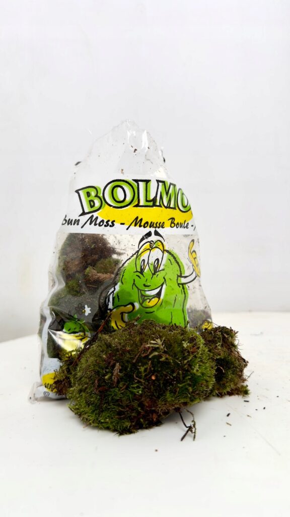 Mech poduszkowy naturalny zielony mech leśny do terrarium i dekoracji