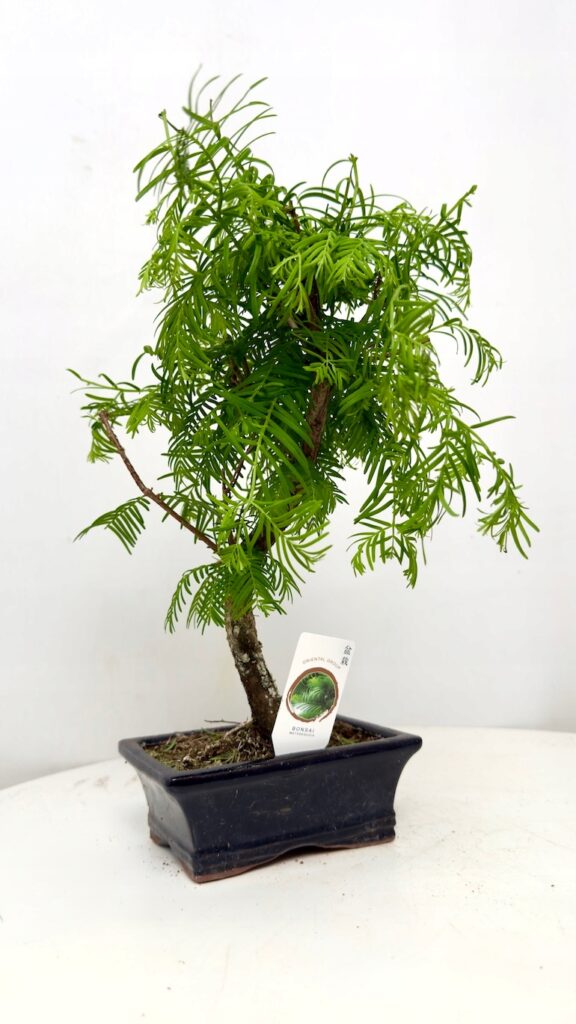 Metasequoia glyptostroboides Bonsai Las Sekwojowy 18/25 cm w ceramicznej doniczce