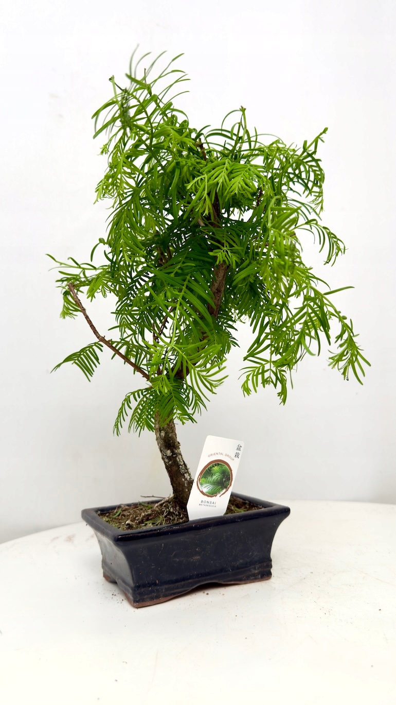 Metasequoia glyptostroboides Bonsai Las Sekwojowy 10/20 cm