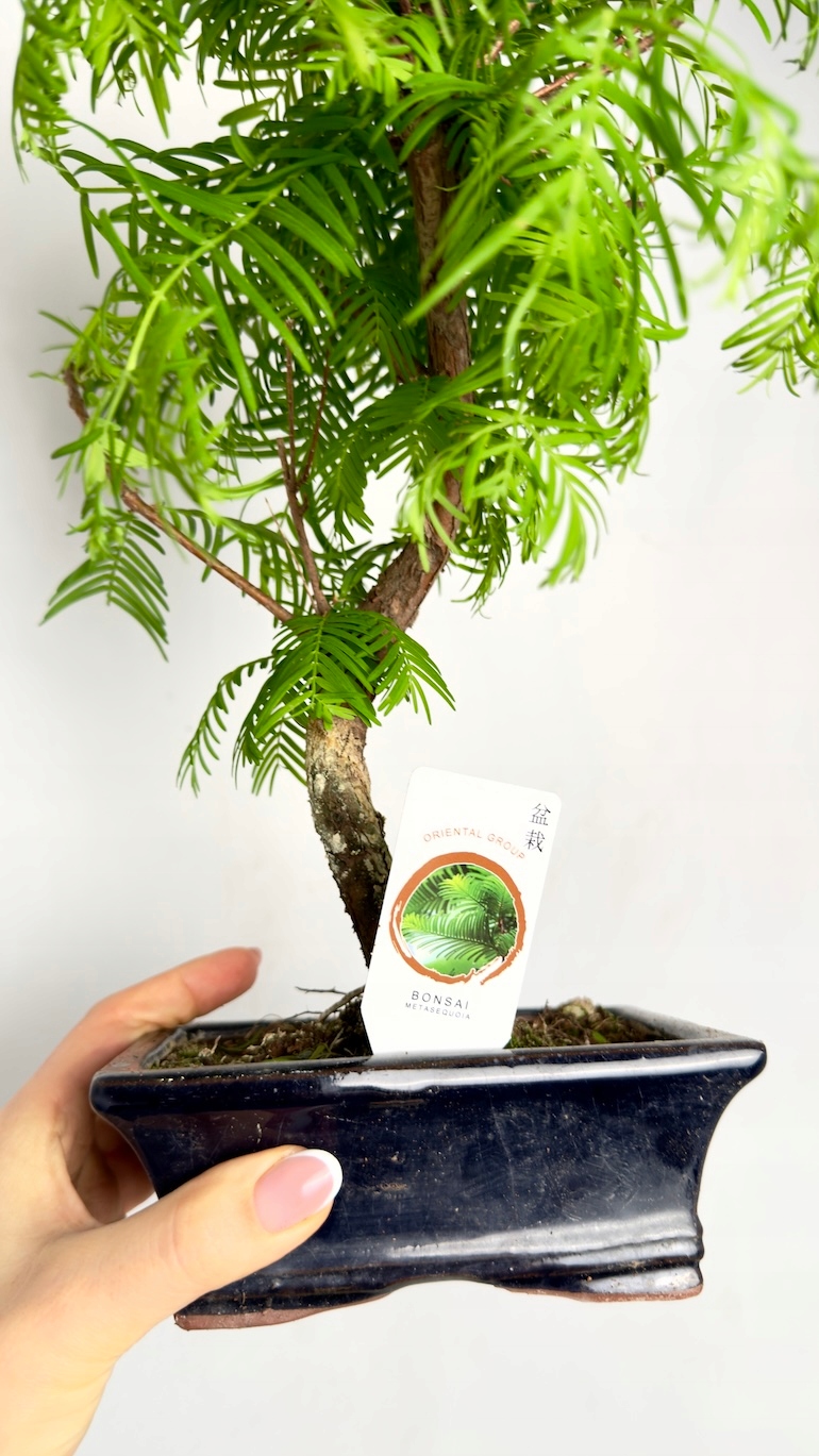 Metasequoia glyptostroboides Bonsai Las Sekwojowy 10/20 cm