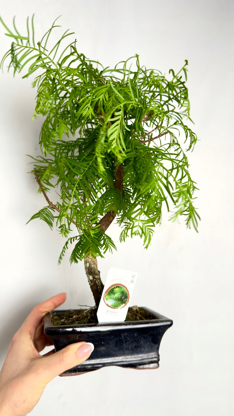 Metasequoia glyptostroboides Bonsai Las Sekwojowy 10/20 cm