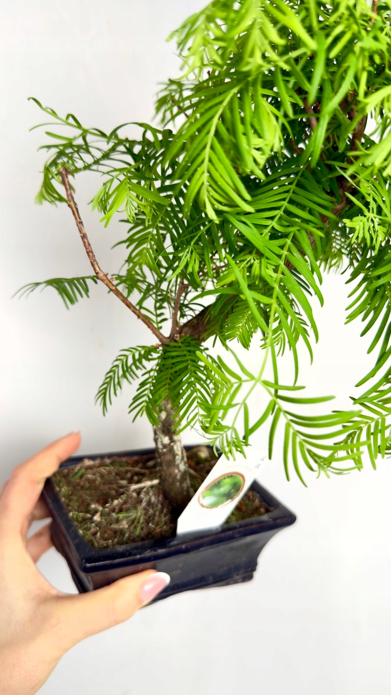Metasequoia glyptostroboides Bonsai Las Sekwojowy 10/20 cm