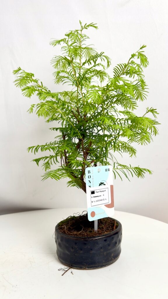 Metasequoia-glyptostroboides