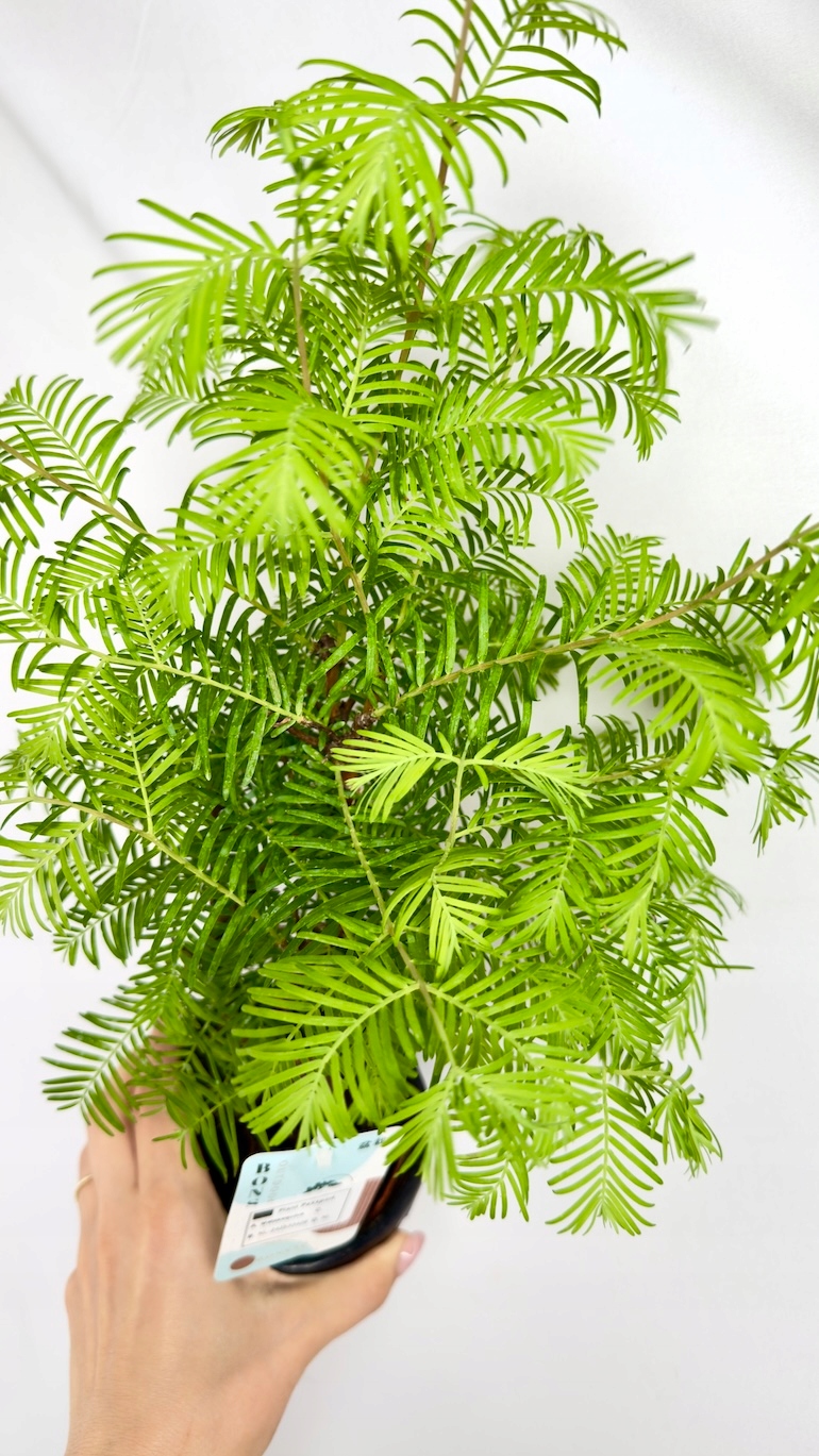 Metasequoia glyptostroboides Bonsai
