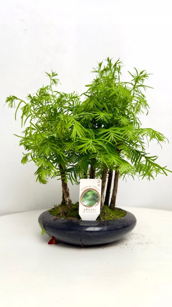 Metasequoia glyptostroboides