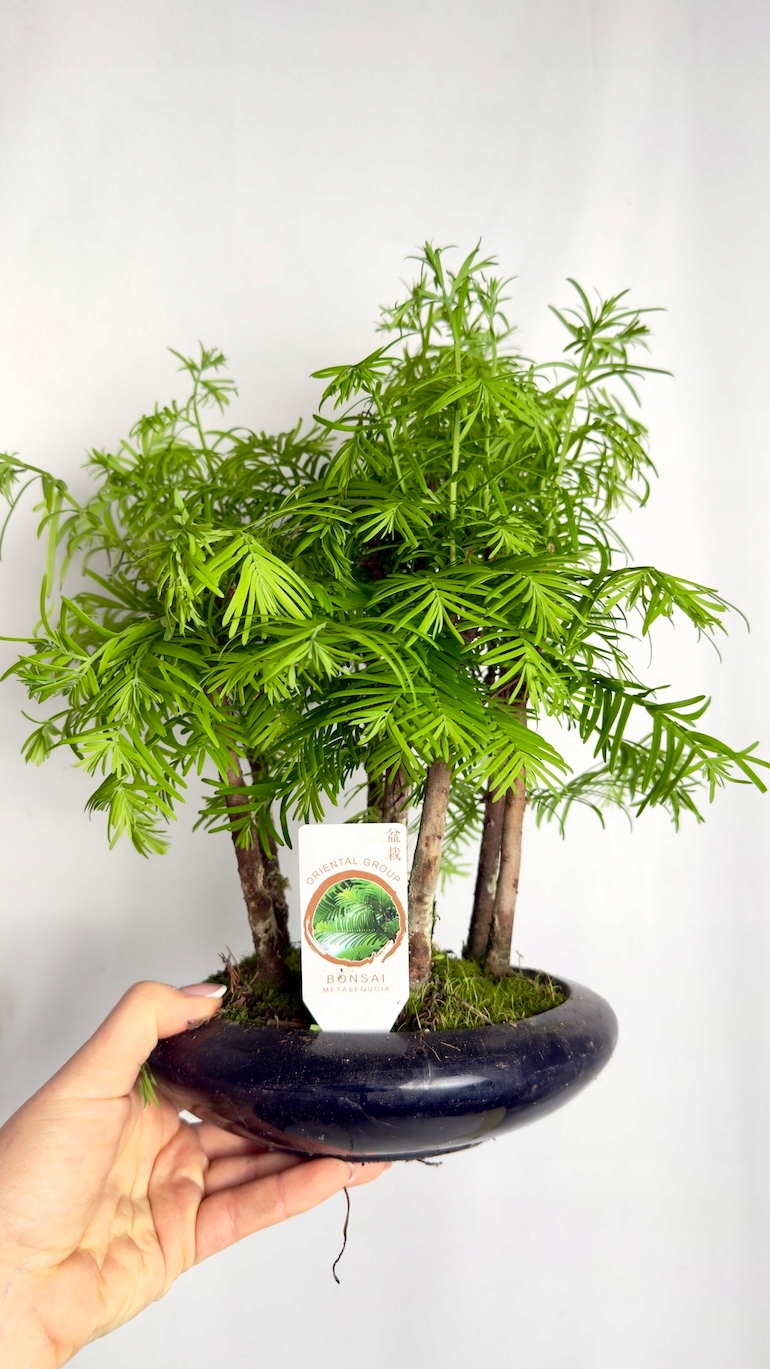 Metasequoia glyptostroboides Bonsai Las Sekwojowy 18/25 cm