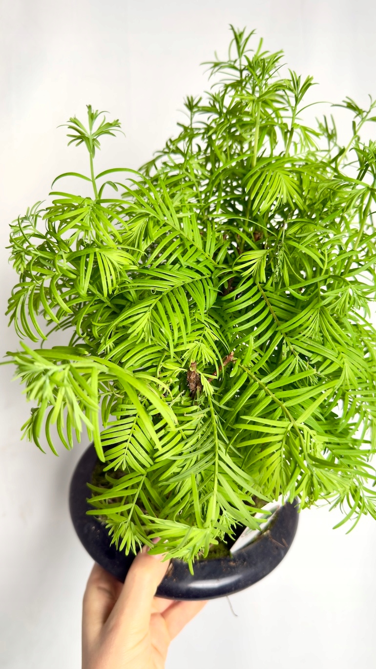 Metasequoia glyptostroboides Bonsai Las Sekwojowy 18/25 cm