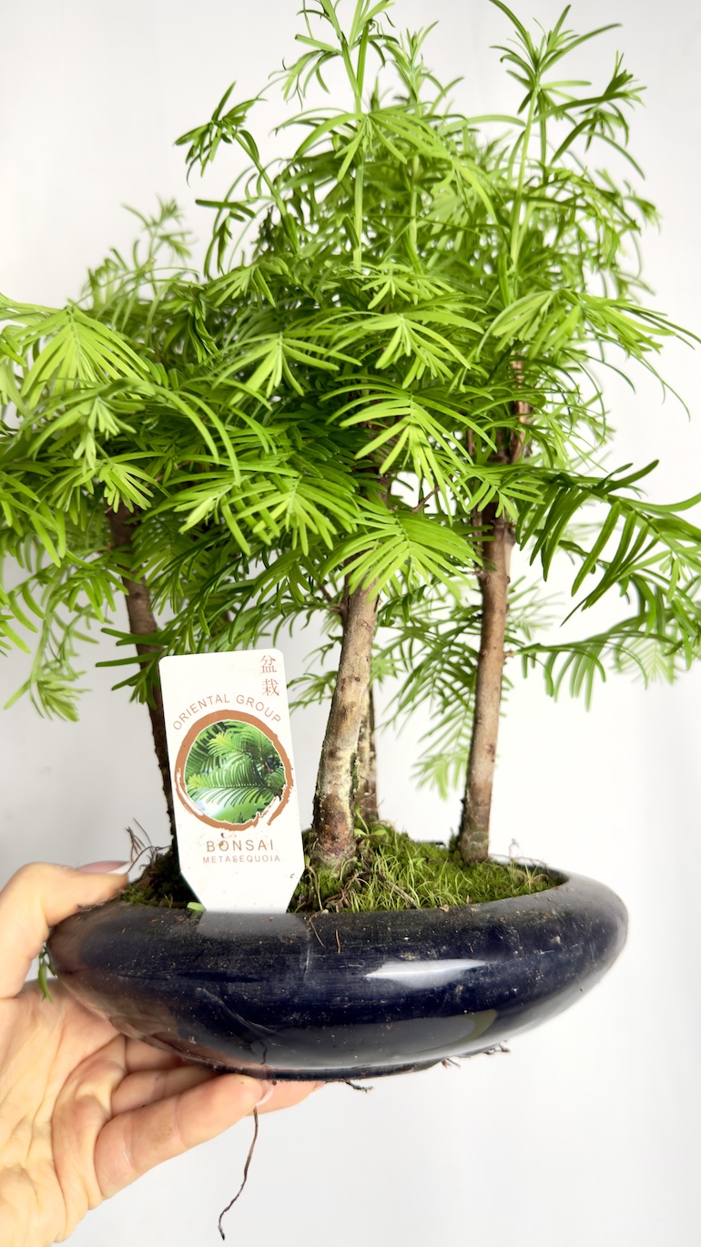 Metasequoia glyptostroboides Bonsai Las Sekwojowy 18/25 cm