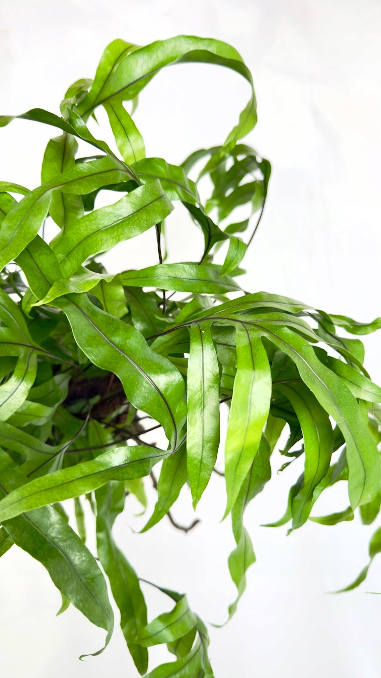 Microsorum Diversifolium