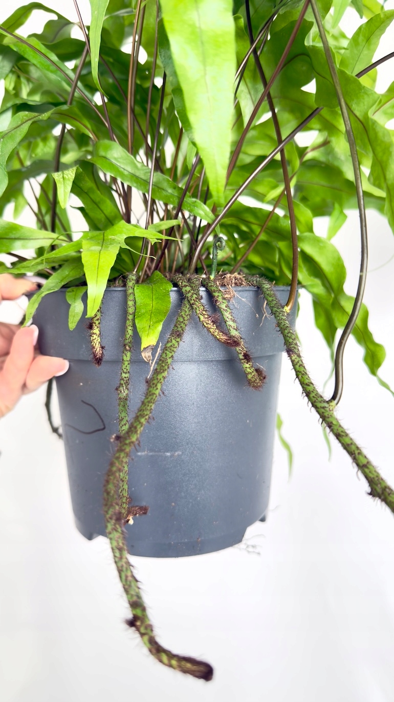 Microsorum Diversifolium