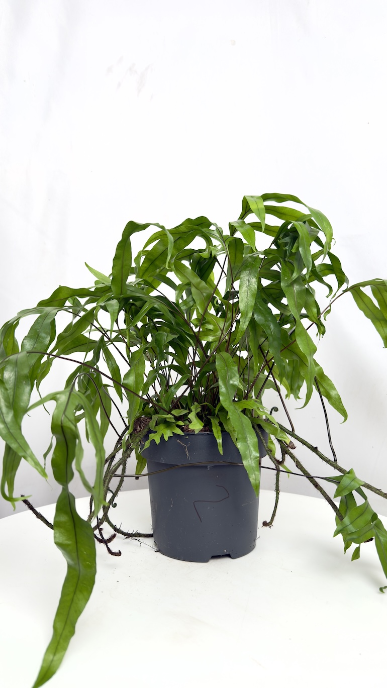 Microsorum Diversifolium