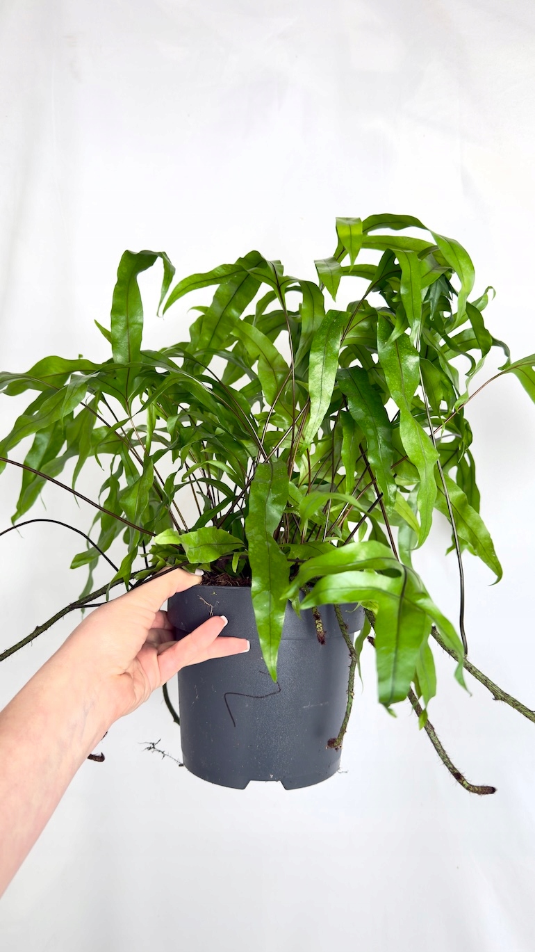 Microsorum Diversifolium