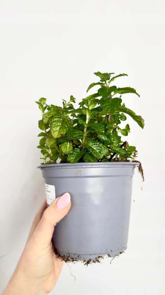 Mięta w doniczce 14 cm, aromatyczne zioło kuchenne.