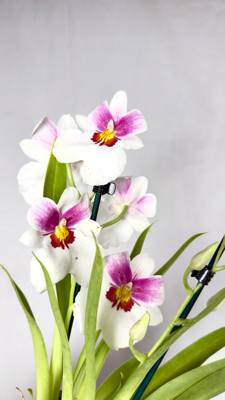 Miltonia storczyk biało-różowy 12/45 cm
