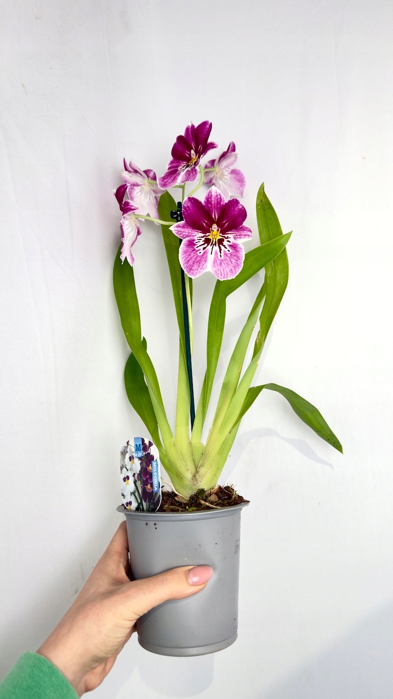 Miltonia storczyk 12/45 cm