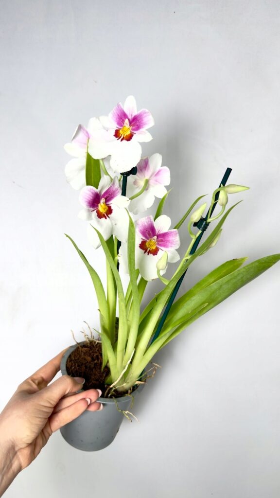 Miltonia storczyk 12/45 cm z biało-różowymi pachnącymi kwiatami w doniczce