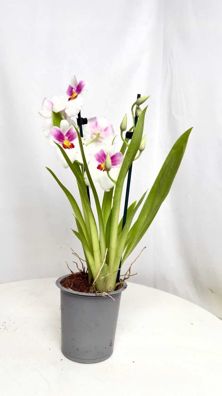 Miltonia storczyk biało-różowy 12/45 cm