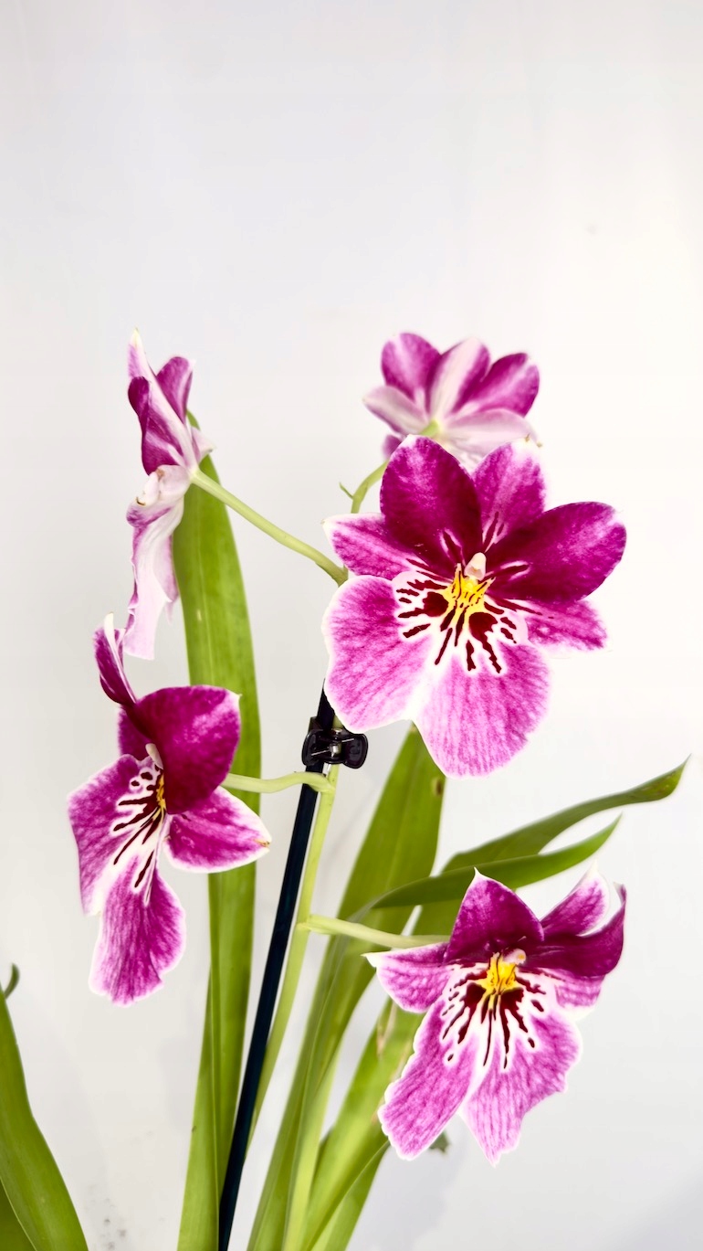 Miltonia storczyk 12/45 cm