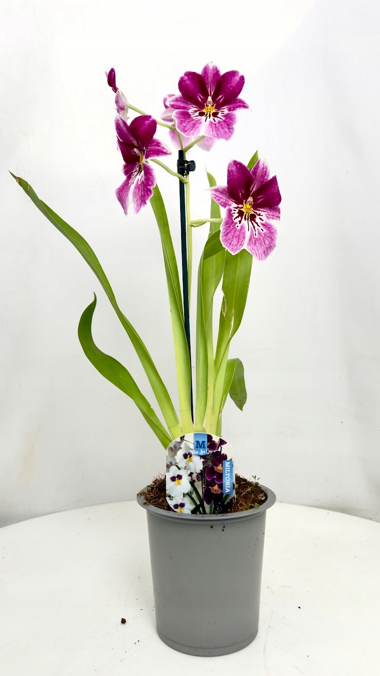 Miltonia storczyk 12/45 cm