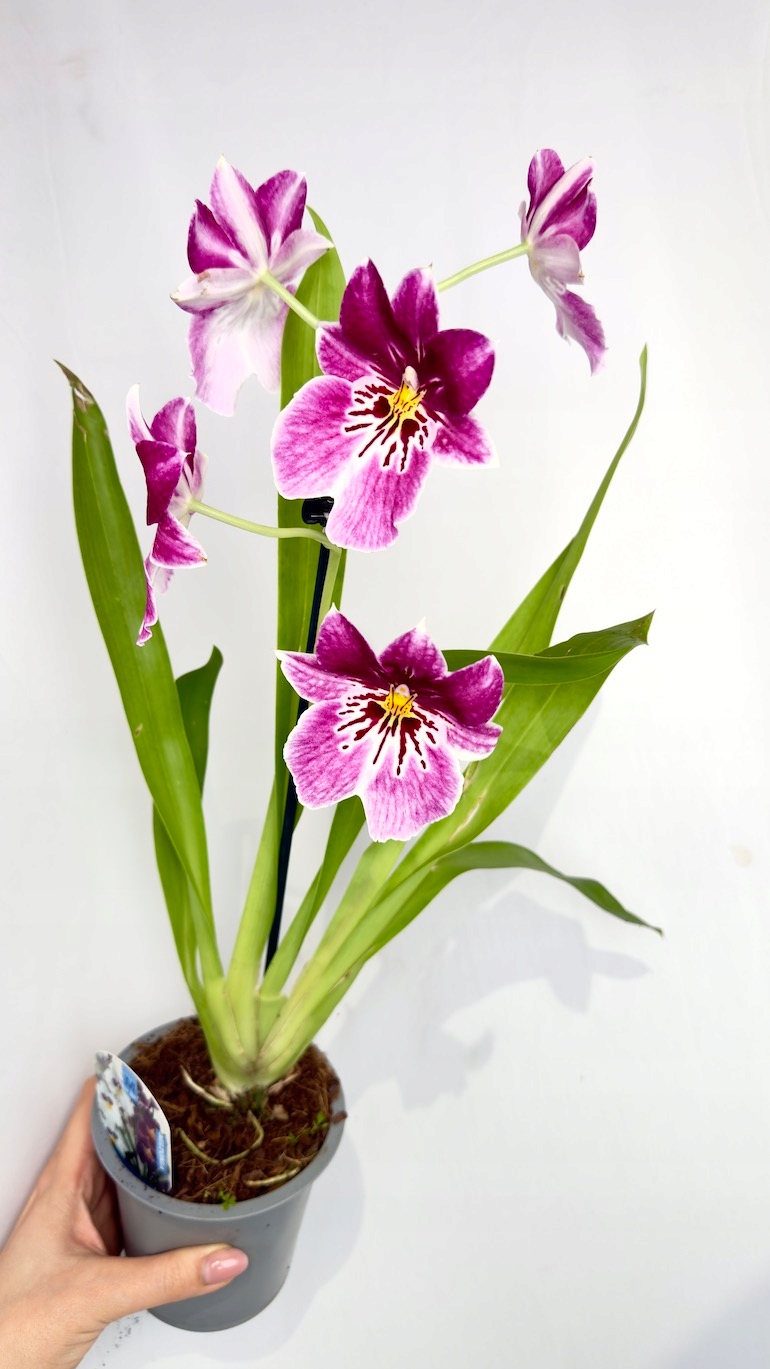 Miltonia storczyk 12/45 cm