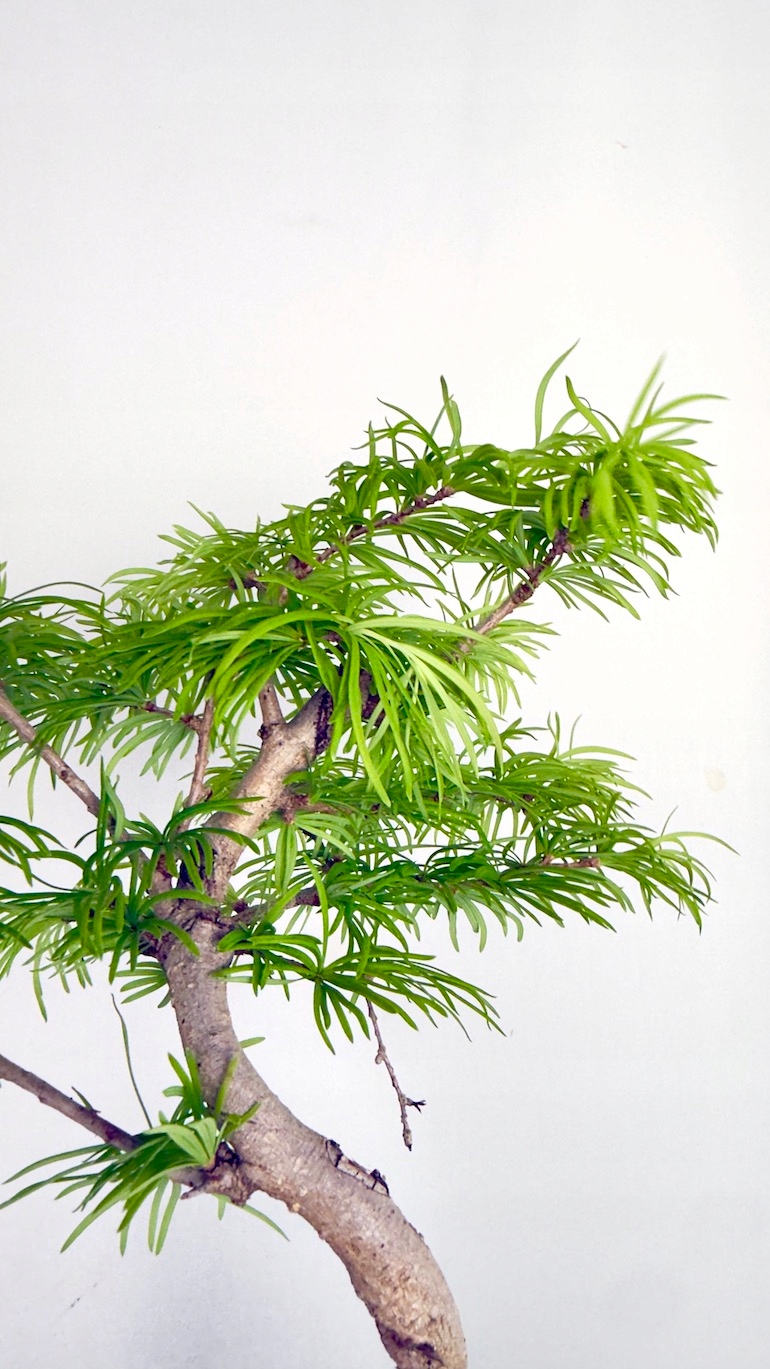 Modrzew Bonsai 10/25 cm