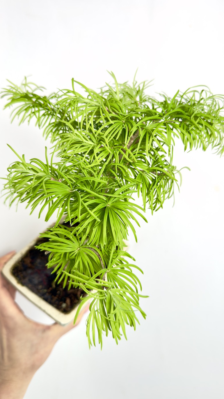 Modrzew Bonsai 10/25 cm