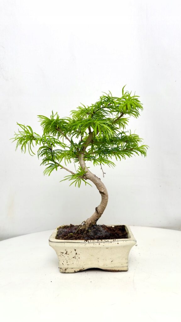Modrzew Bonsai 10/25 cm w doniczce, miniaturowe drzewko iglaste o delikatnych igłach.