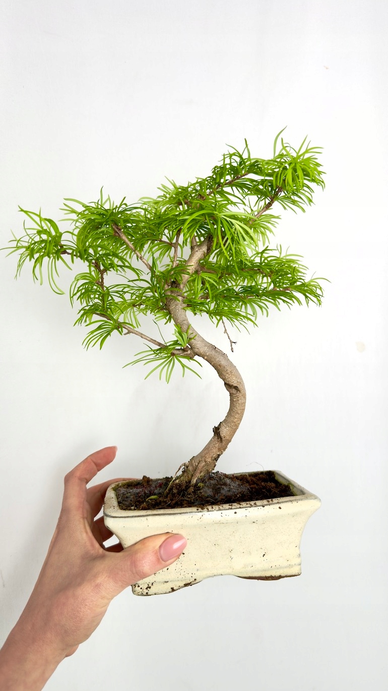 Modrzew Bonsai 10/25 cm