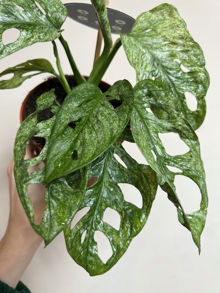 Monstera Adansoni Mint 12/25 cm