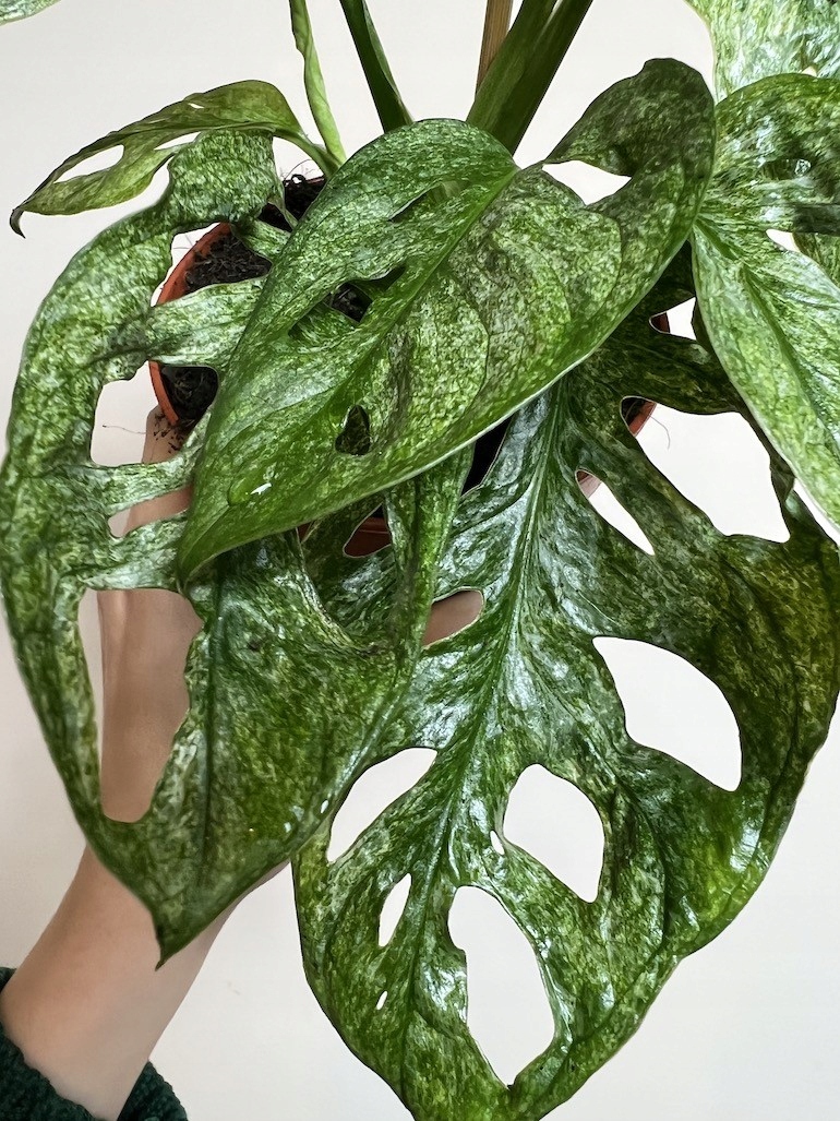Monstera Adansoni Mint 12/25 cm