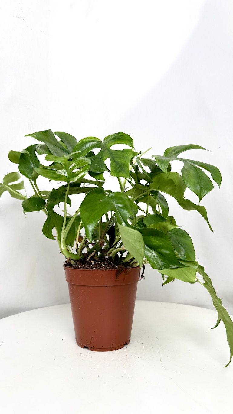 Monstera Minima 15/40 cm