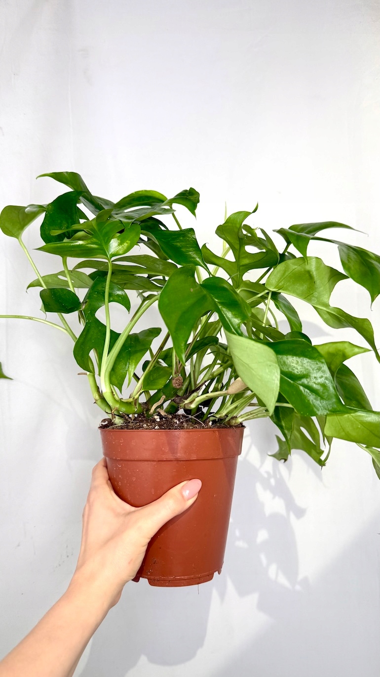 Monstera Minima 15/40 cm
