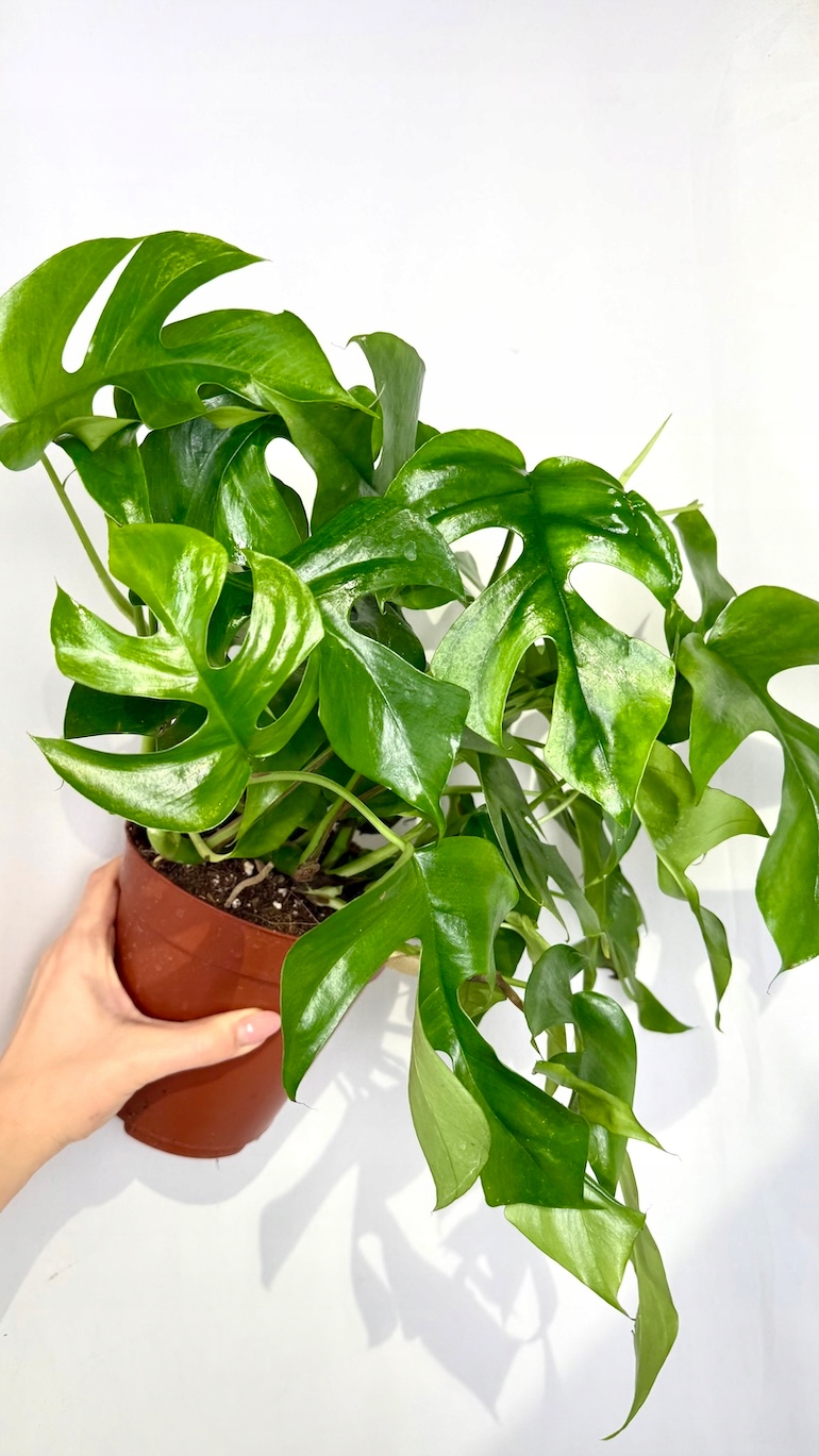 Monstera Minima 15/40 cm