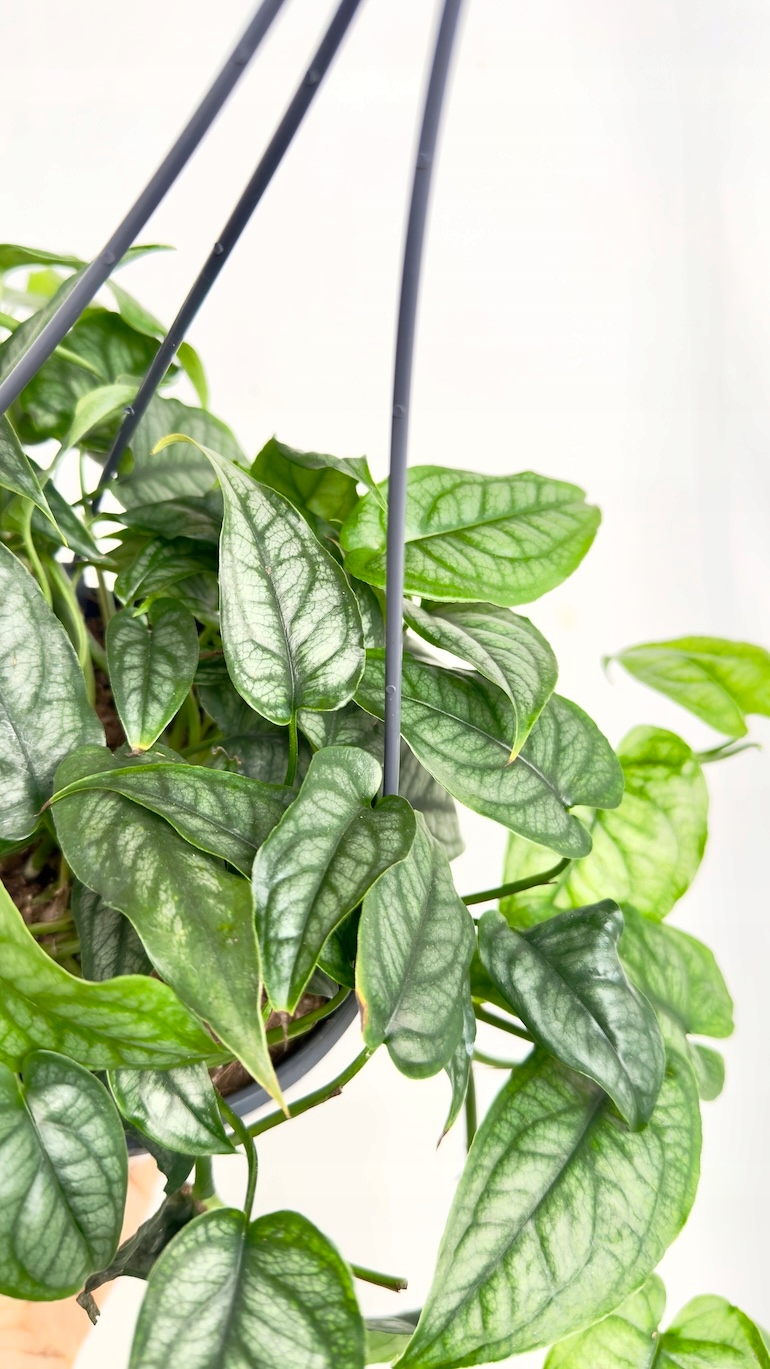 Monstera siltepecana 12/40 cm