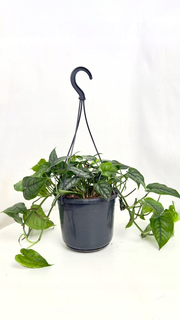 Monstera Siltepecana o srebrzystych liściach w doniczce 12 cm