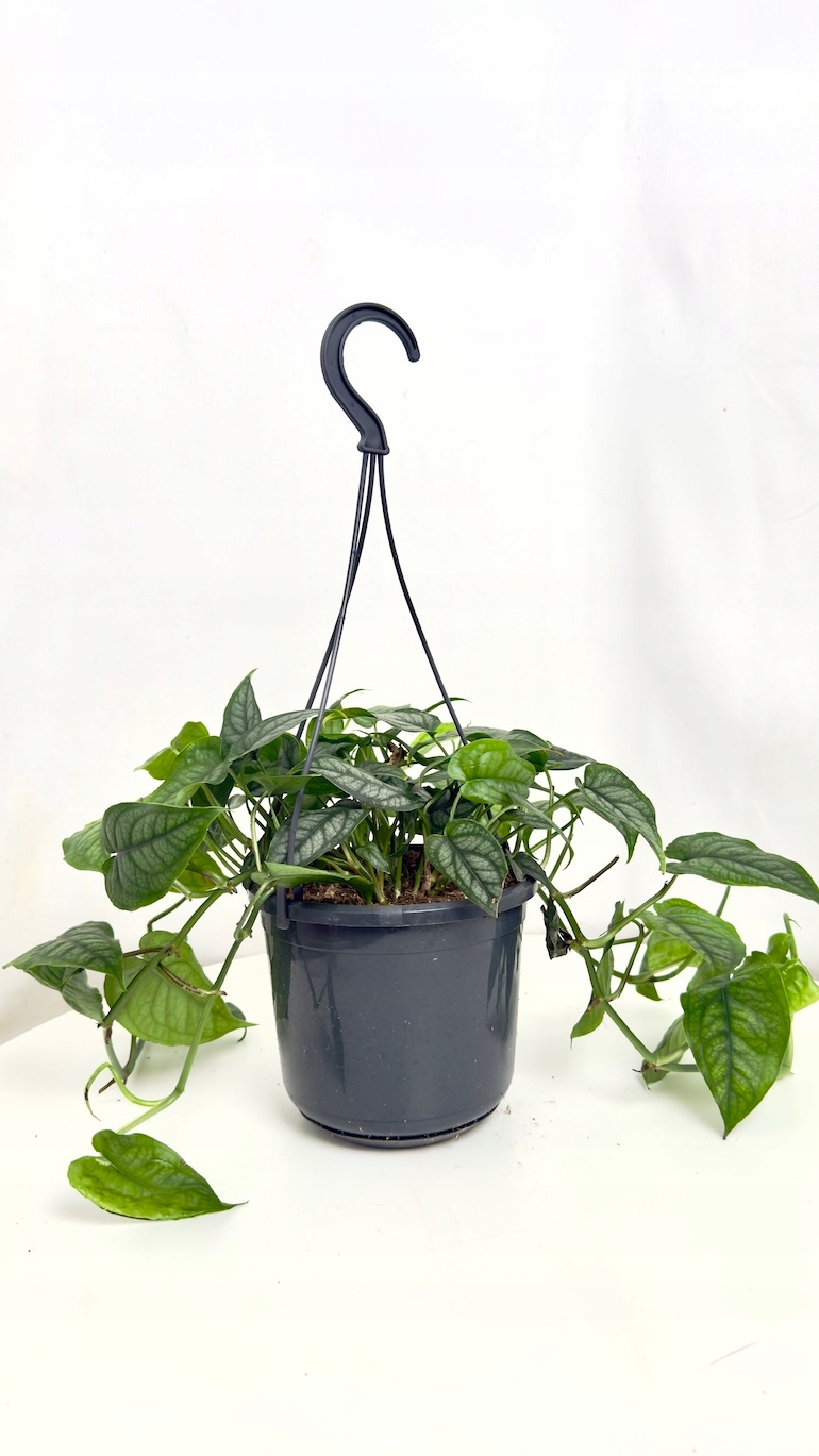 Monstera siltepecana 12/40 cm