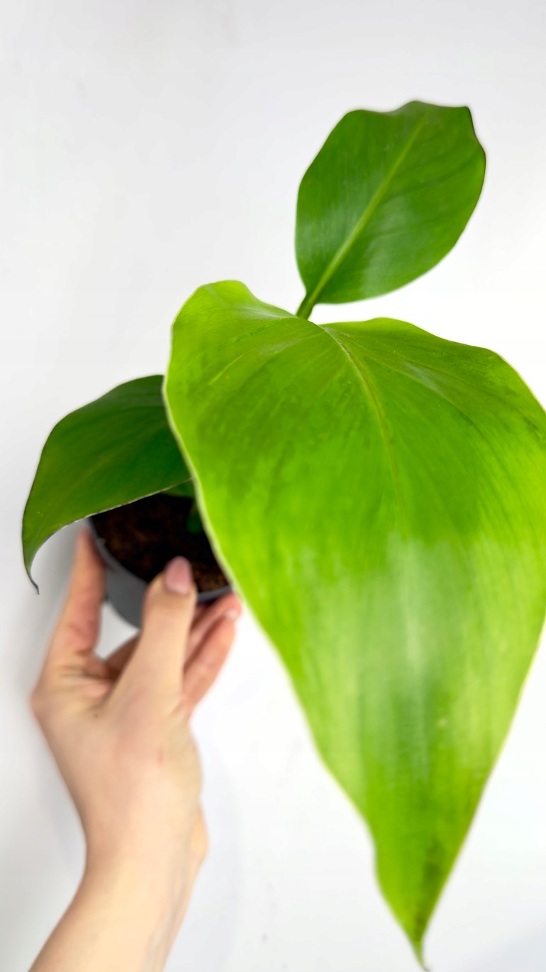 Musa Banjo Bananowiec 10,5/30 cm