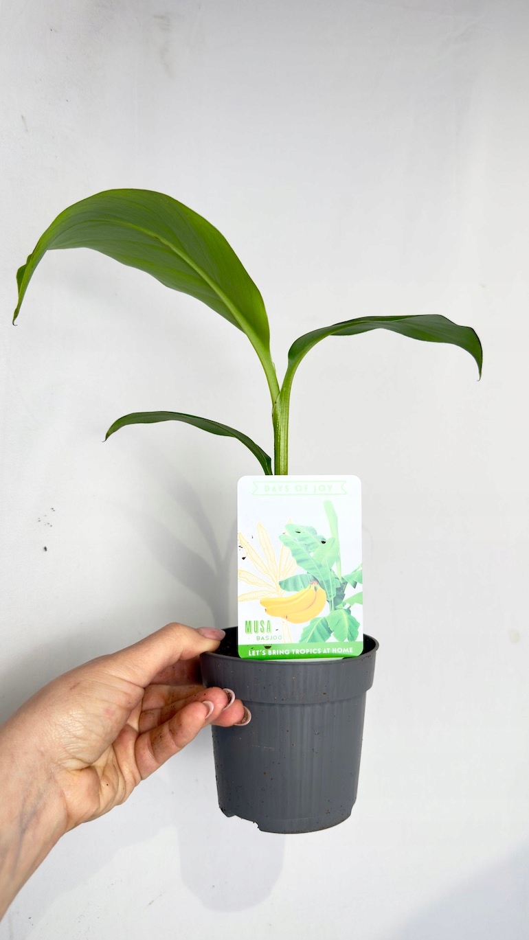 Musa Banjo Bananowiec 10,5/30 cm