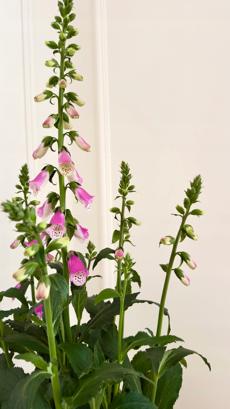 Naparstnica purpurowa 17/80 cm