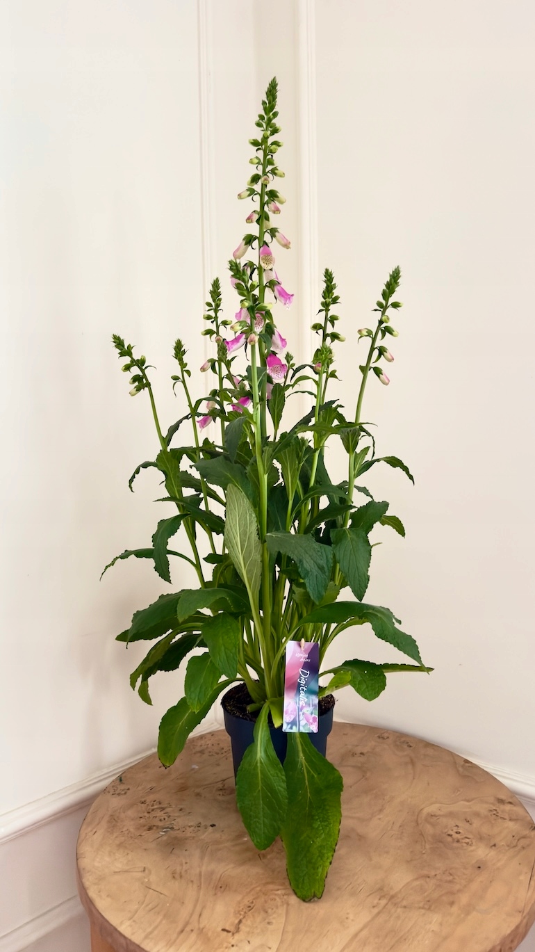 Naparstnica purpurowa 17/80 cm
