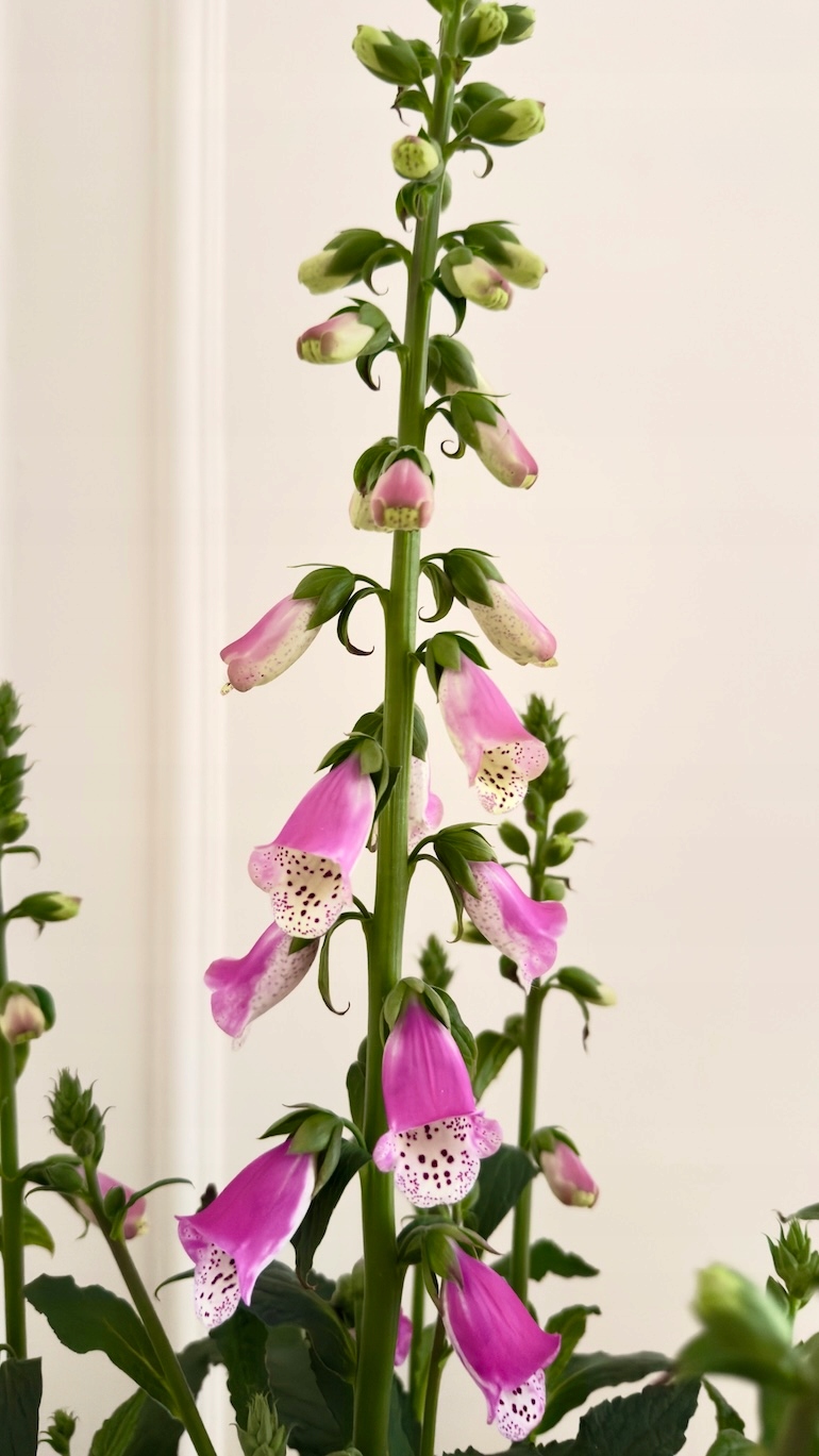 Naparstnica purpurowa 17/80 cm