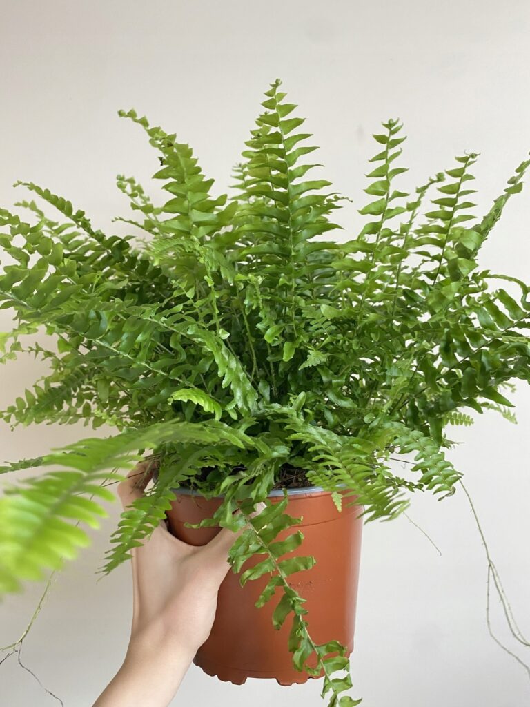 Nephrolepis Green Moment 15/30 cm – zielona paproć doniczkowa o gęstych liściach