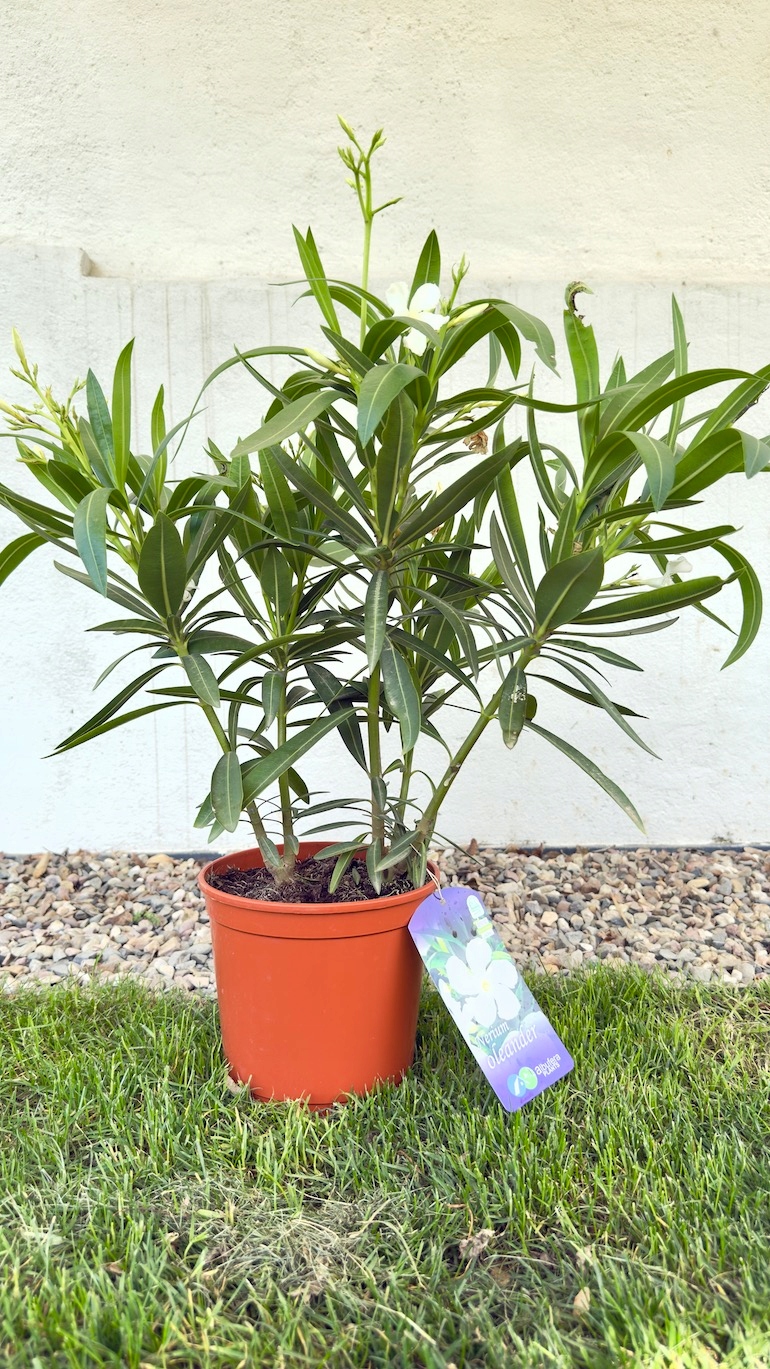 Nerium oleander biały 19/60 cm