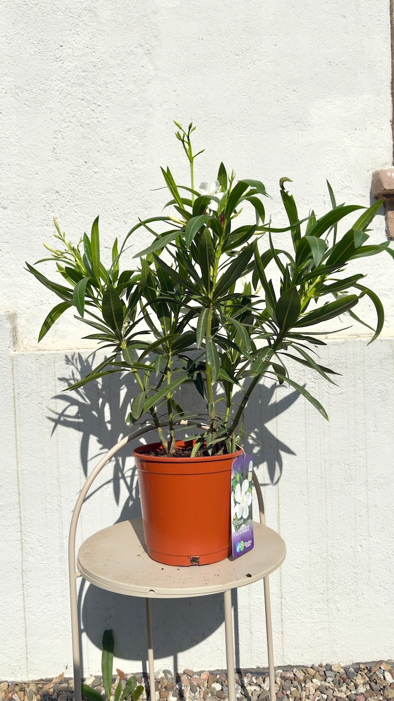 Nerium oleander biały 19/60 cm