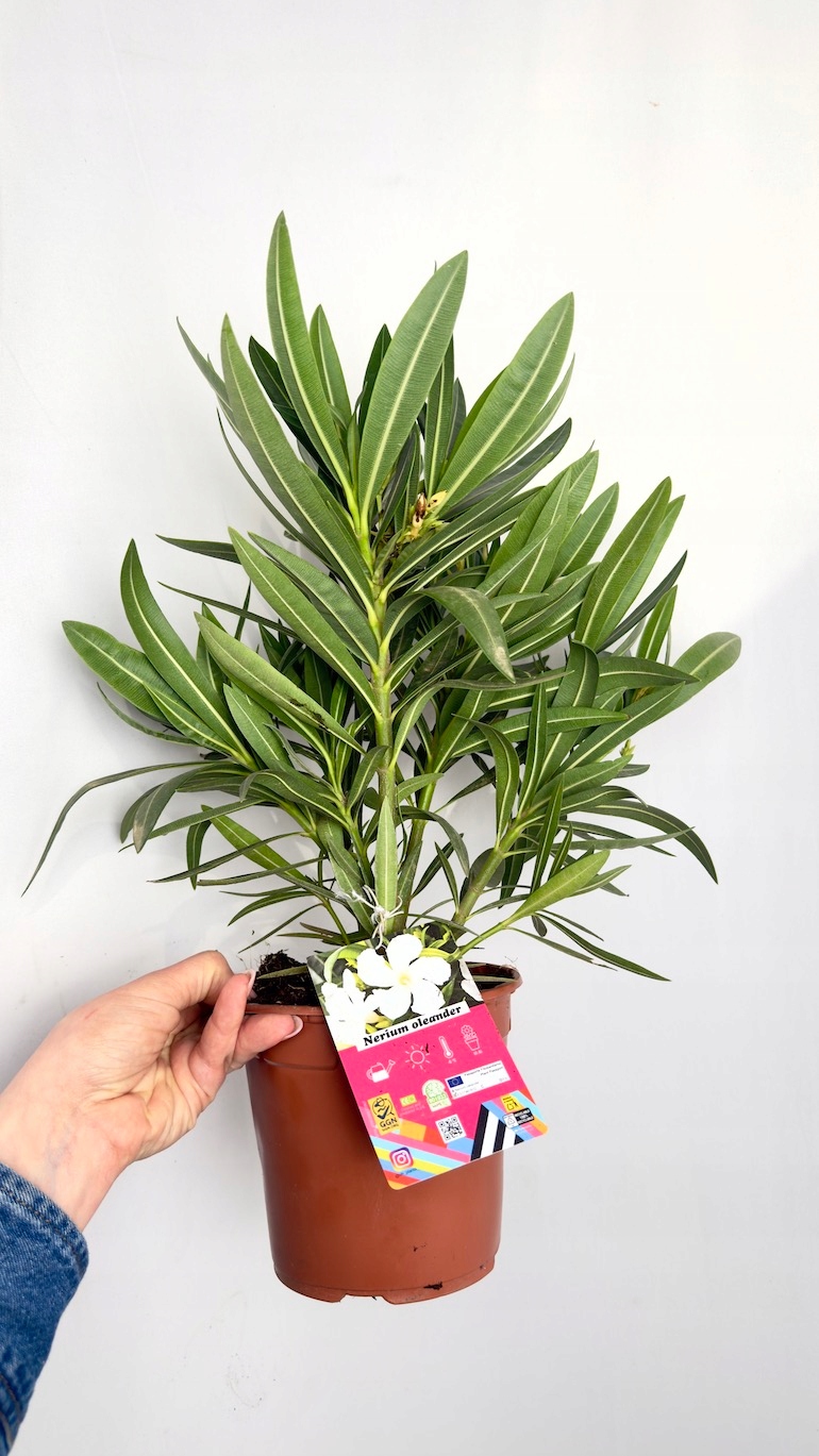 Nerium oleander biały 14/40 cm