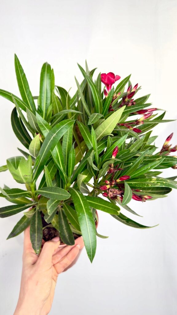 Nerium Oleander Czerwony 14/40 cm z czerwonymi kwiatami w doniczce
