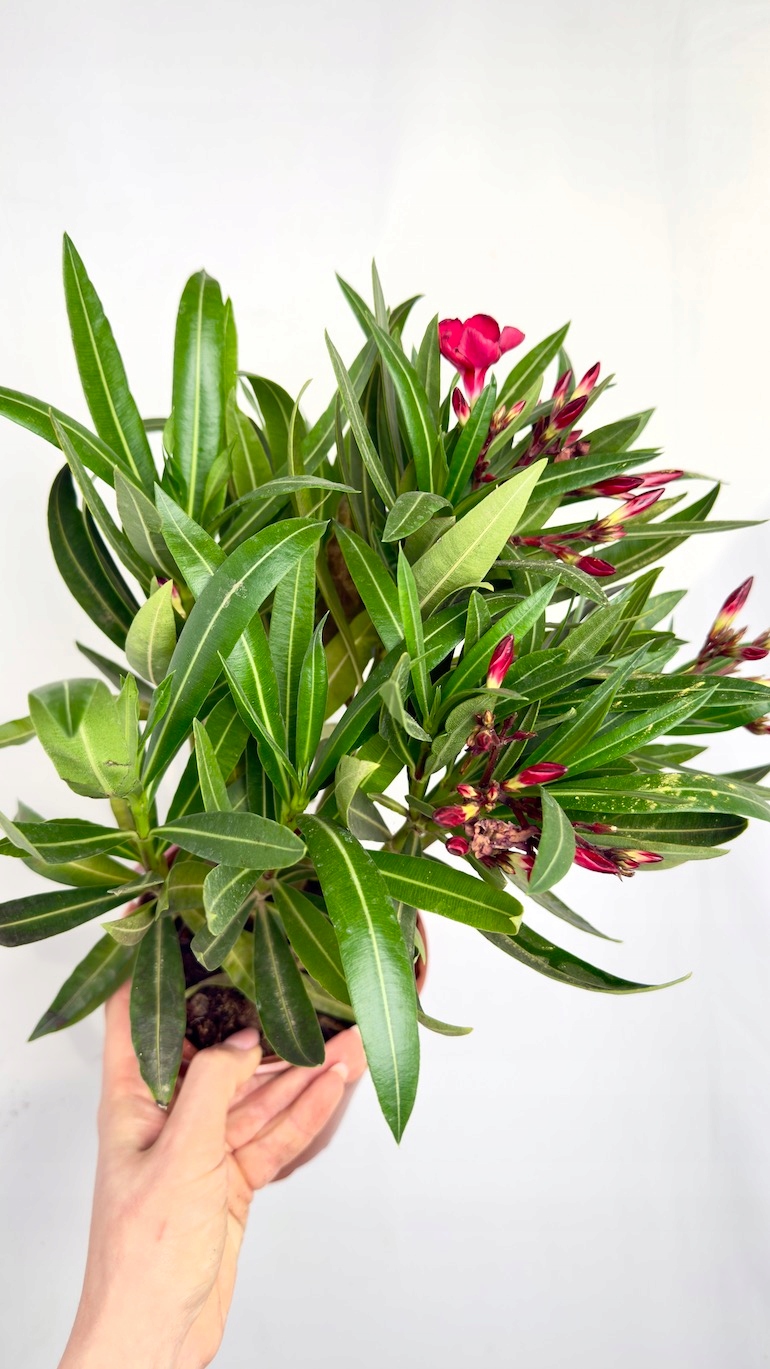 Nerium oleander czerwony 14/40 cm