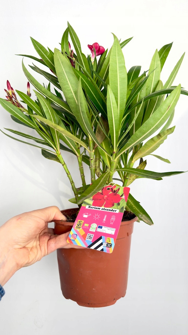 Nerium oleander czerwony 14/40 cm