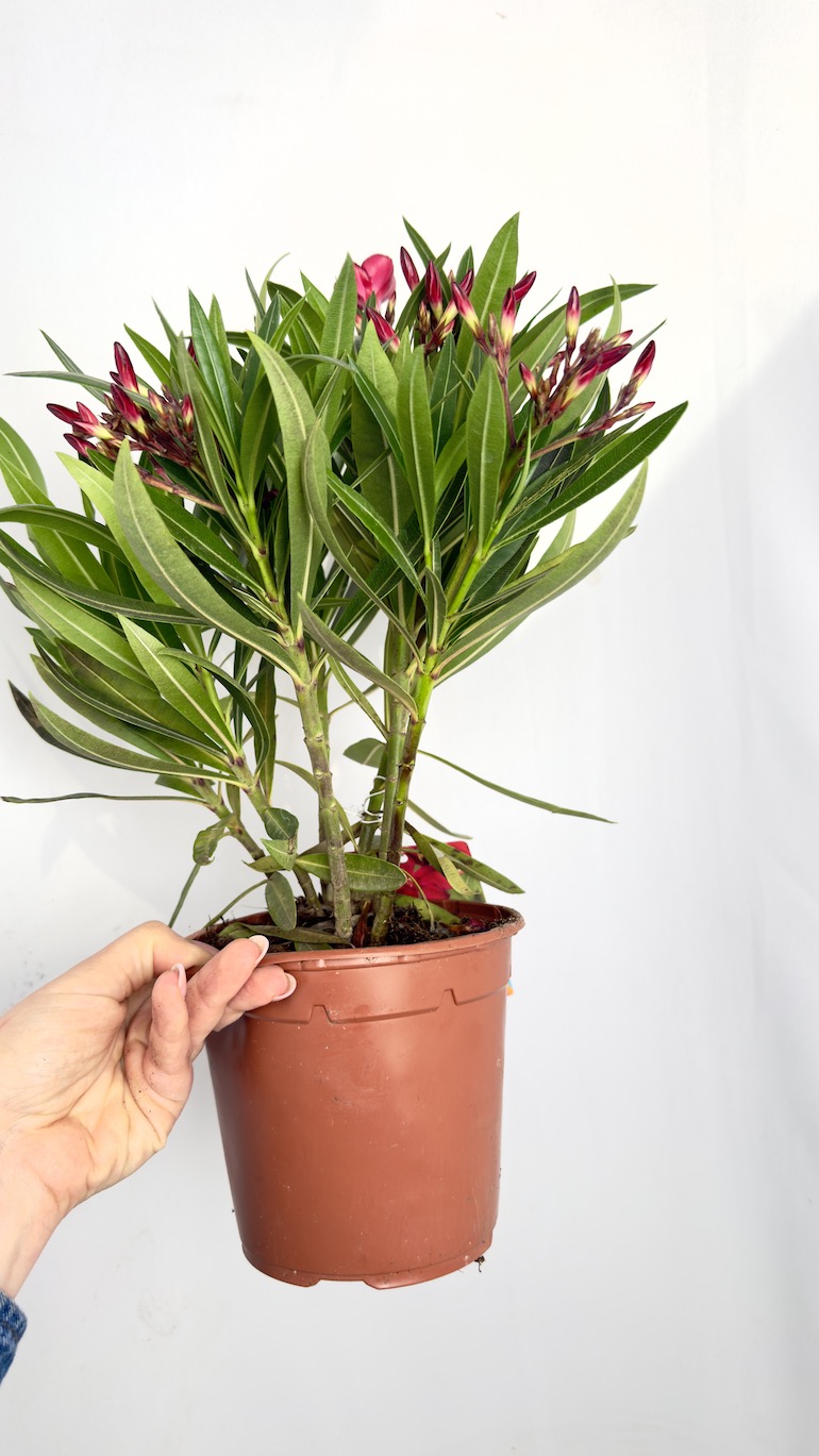 Nerium oleander czerwony 14/40 cm